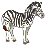 zebra - coloured